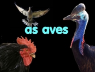 Os Animais: as aves
