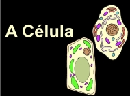 A célula