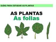 As plantas: follas