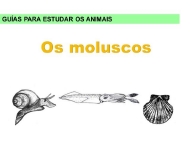 Animais: os moluscos