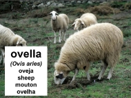 Animais domésticos: a ovella