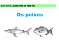 Animais: os peixes