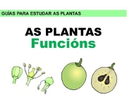 As plantas: funcións