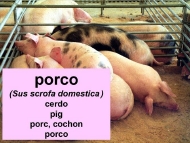 Animais domésticos: o porco