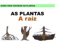 As plantas: raíz
