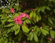 As árbores: o rododendro