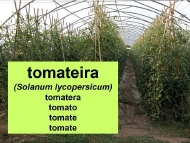 As plantas cultivadas: o tomate