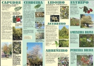 Exposición As árbores de Galicia 13